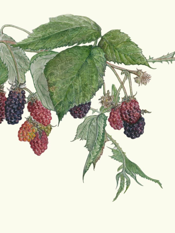 Marionberry Grußkarte für den Großhandel von Leafy Lexicon