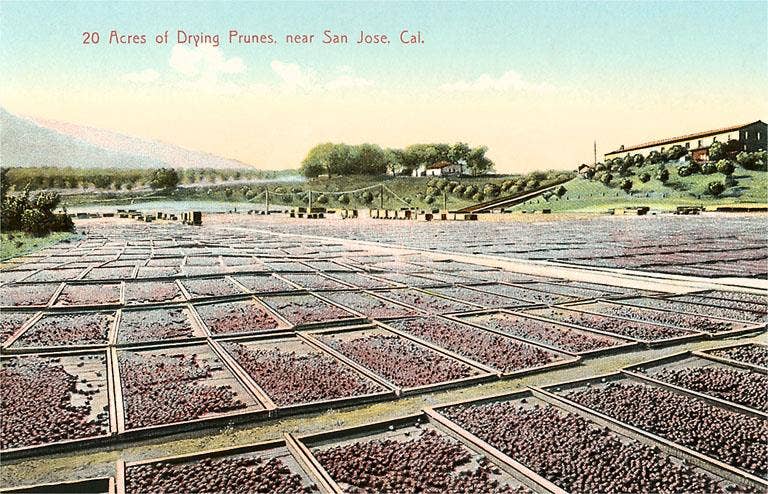 Found Image Press - Wholesale Art Print - Art Print BA-262 Acres of Drying Prunes0