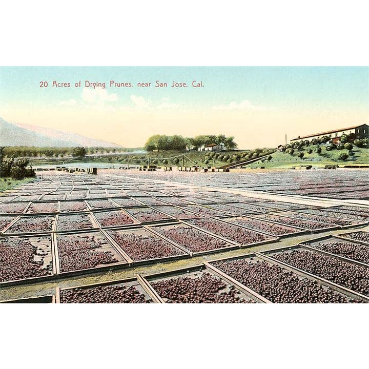 Found Image Press - Wholesale Art Print - Art Print BA-262 Acres of Drying Prunes