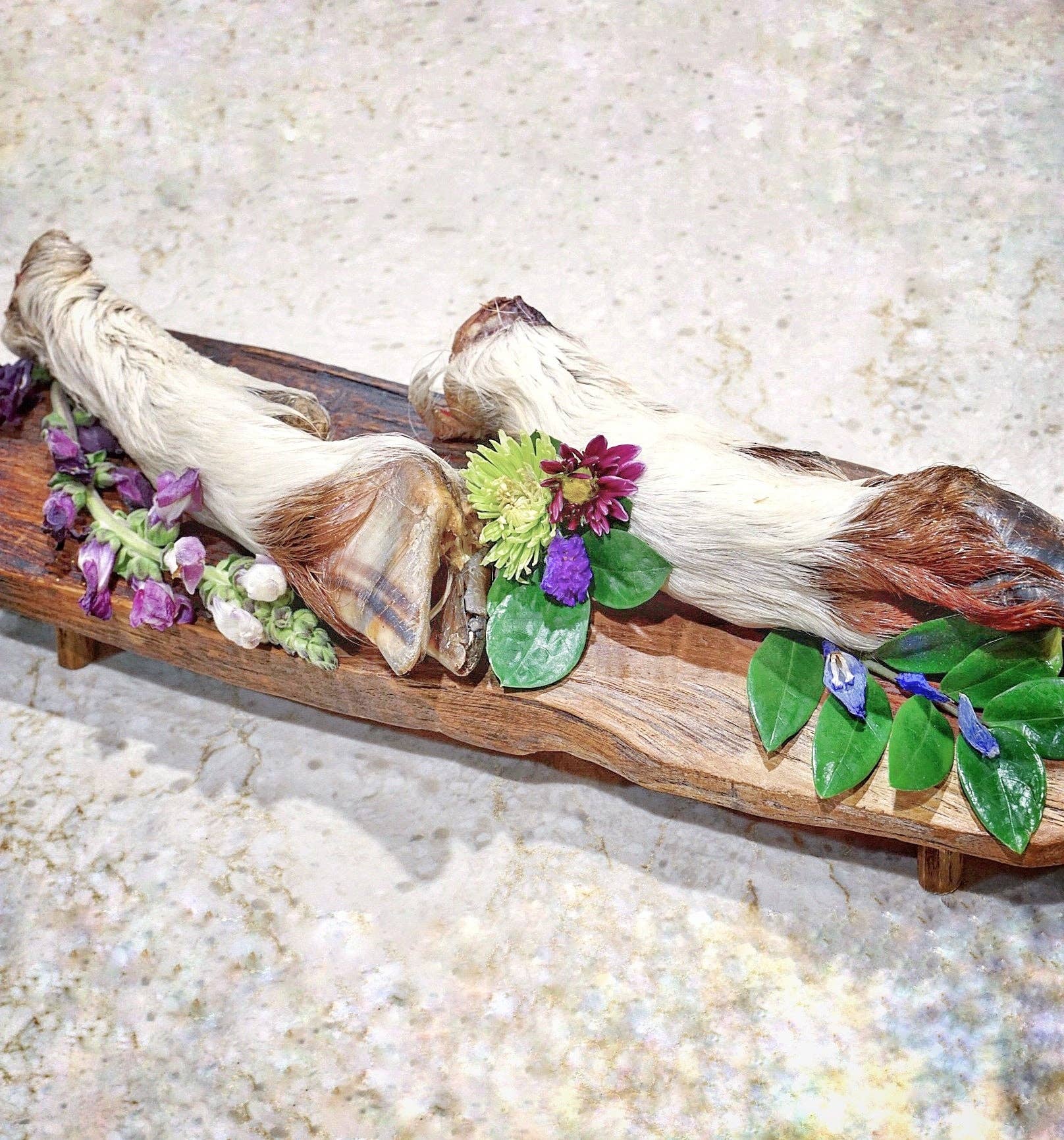 Naked Beasts, Inc. - Wholesale Pet Treats - Dog - Sheep Trotter - Limited Edition1