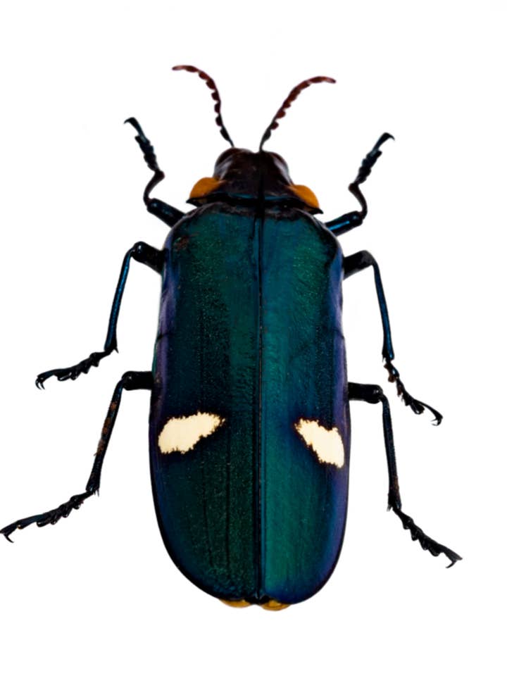 Biller, Kunst, Uddannelse, Naturens Skønhed Notekort for engroshandel hos Talfoto Studio