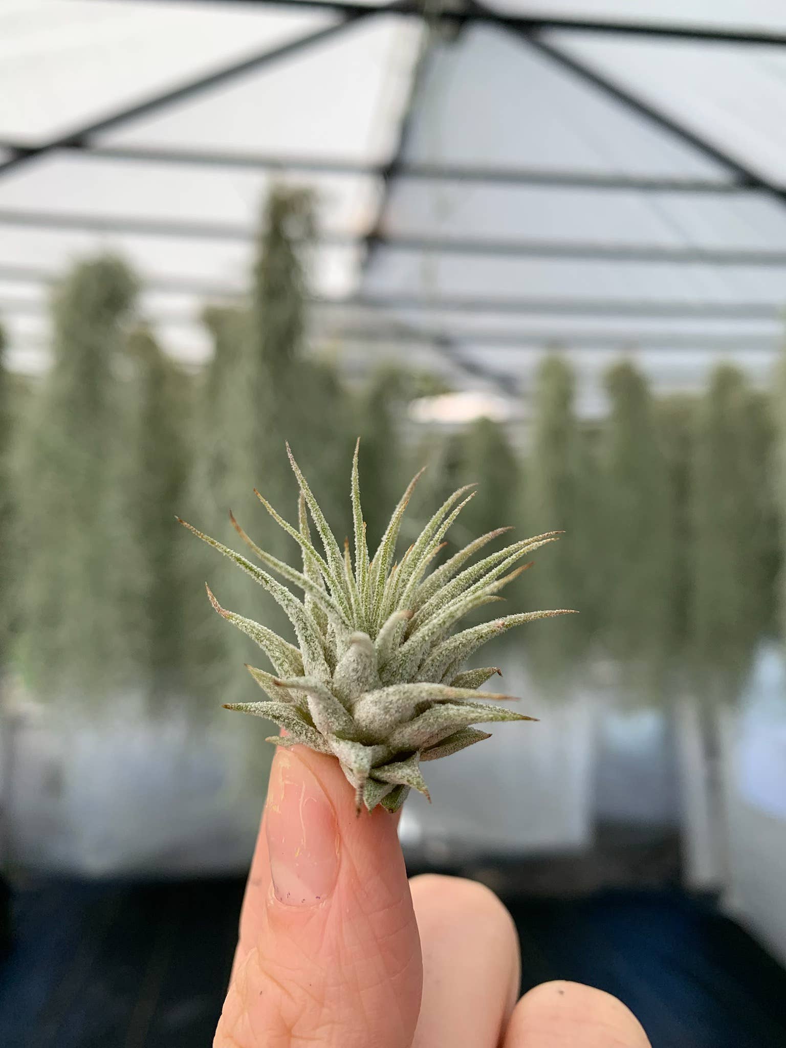 The Artizan Way - Wholesale Live Plant - Tillandsia Ionantha Rubra | Live Air Plant8