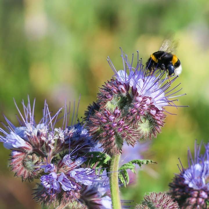 Sow the Magic - Venta al por mayor Semillas de plantas - Paquete de semillas de regalo The Empress Bee Tarot Garden +