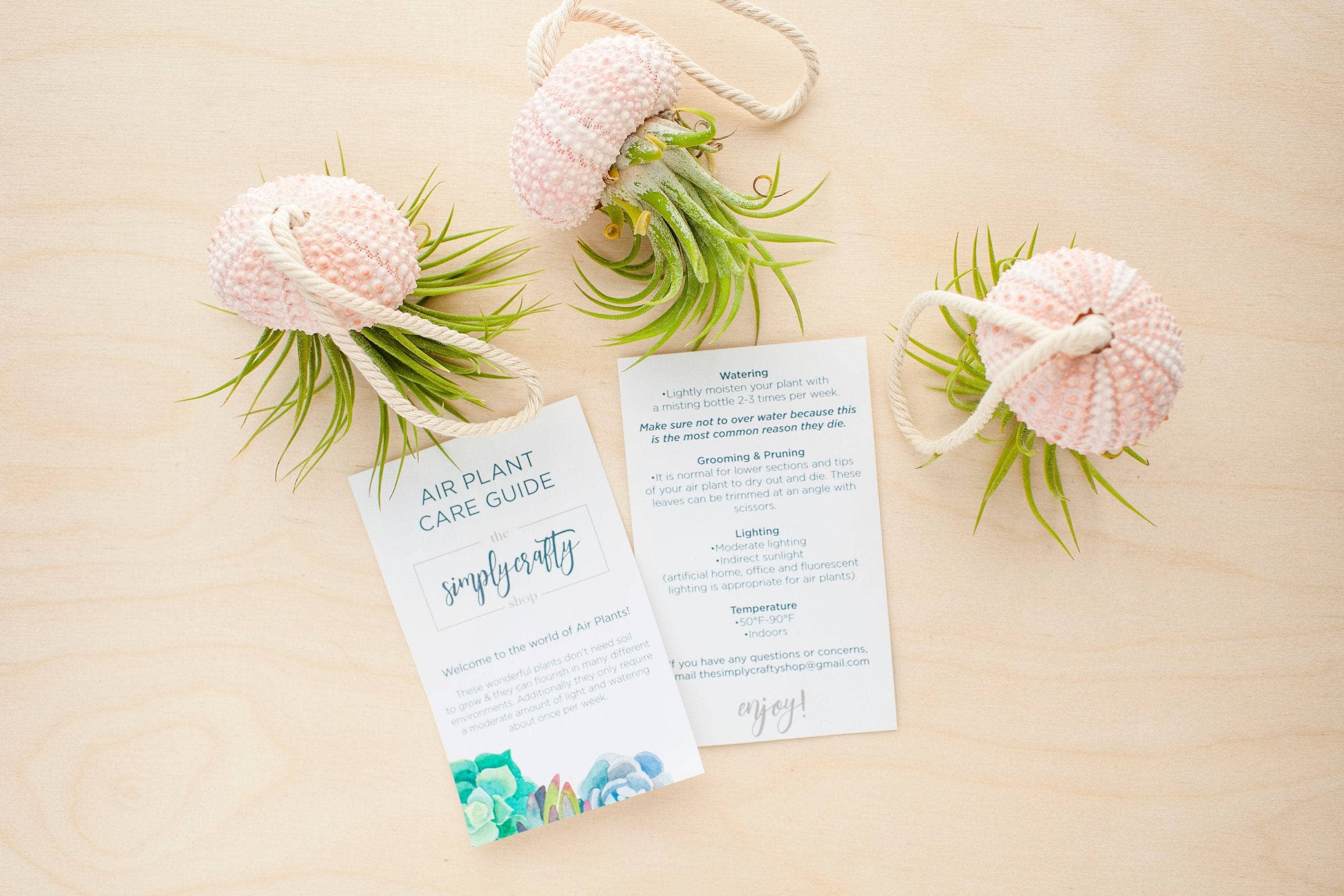 The Simply Crafty Shop - Wholesale Live Plant - Air Plant Jelly Fish on Rope7