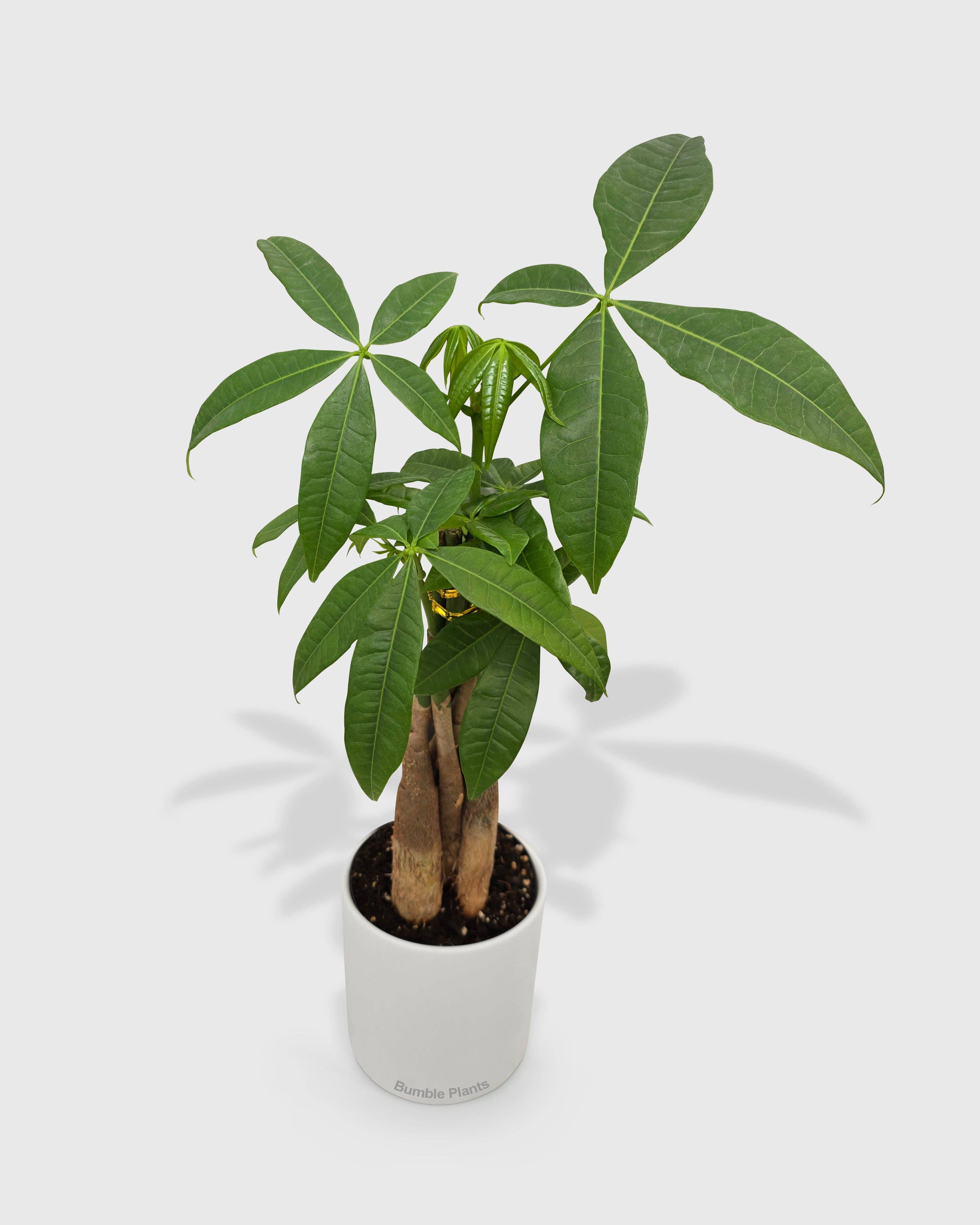 Bumble Plants - Vente Plante - Galon Pachira Money Tree « Châtaigne de Guyane »11