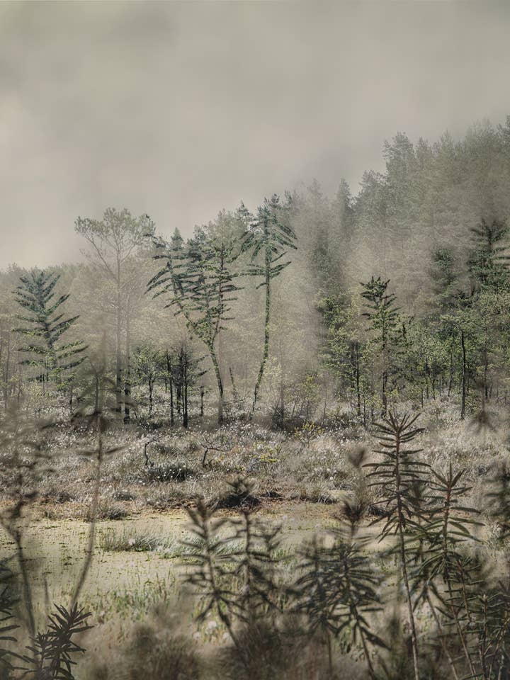 The Wildwood Forest, Art print / Photo poster for wholesale by Soul Image