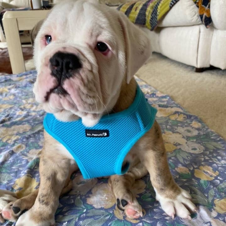 Mr. Peanut's - Wholesale Pet Harness - Dog - Mr. Peanut's PupTrek Small Dog/Cat Soft Mesh Step In Harness