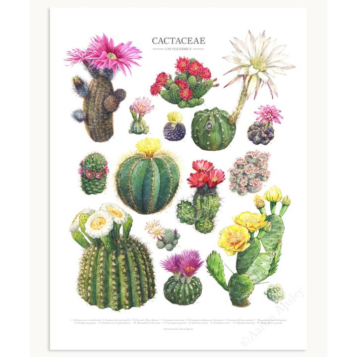Aaron Apsley Artwork – Engroshandel Kunsttryk – Blomstrende Kaktus Arter Print