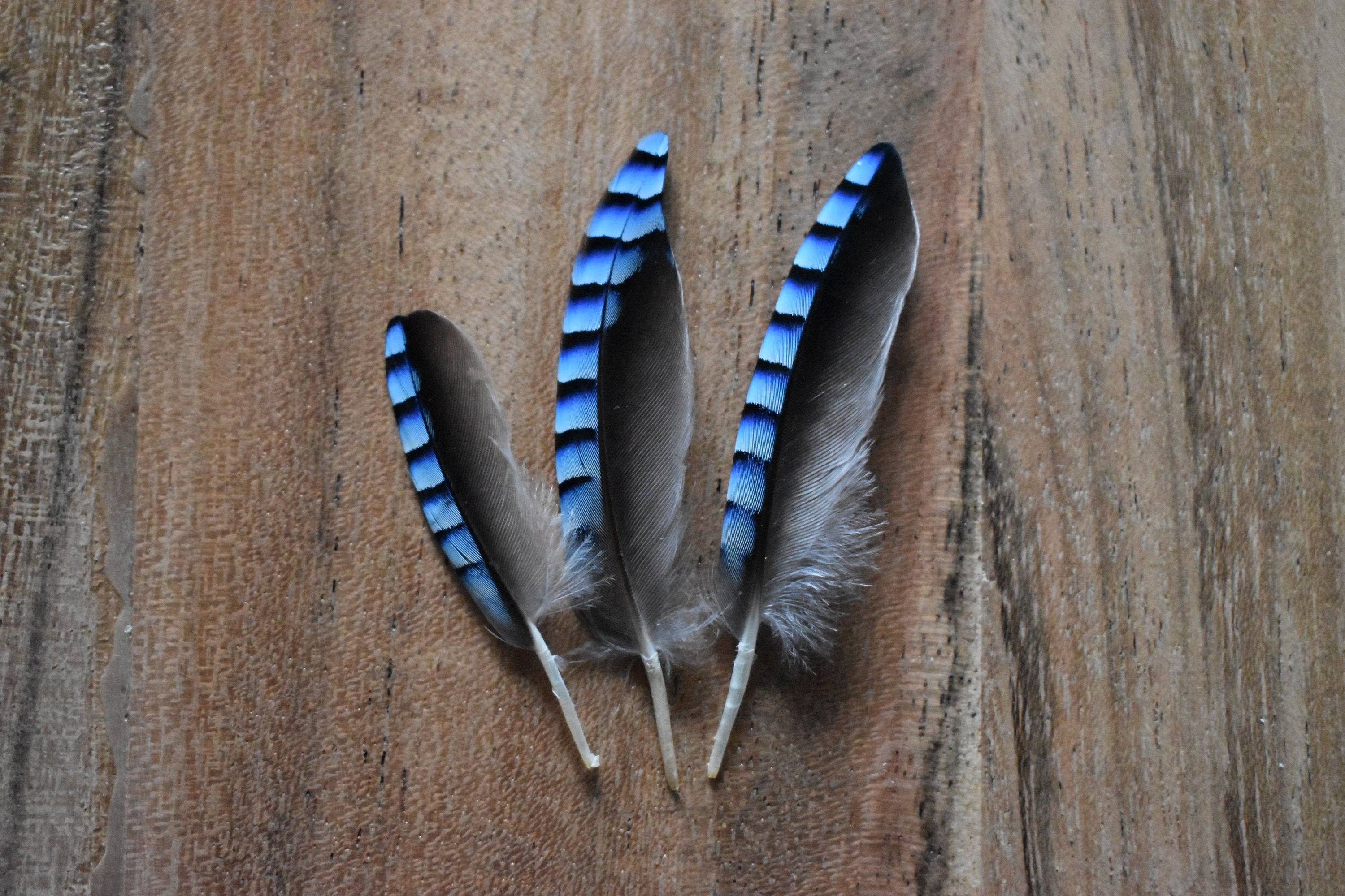 Plumes Naturelles - Wholesale Craft Supplies - Jay feathers5