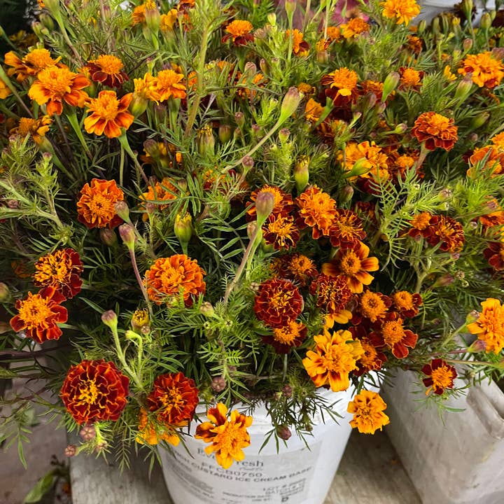 Self-Care Shower – Engroshandel Frisk afskåren blomst – Marigold French - Engros friske afskårne blomster