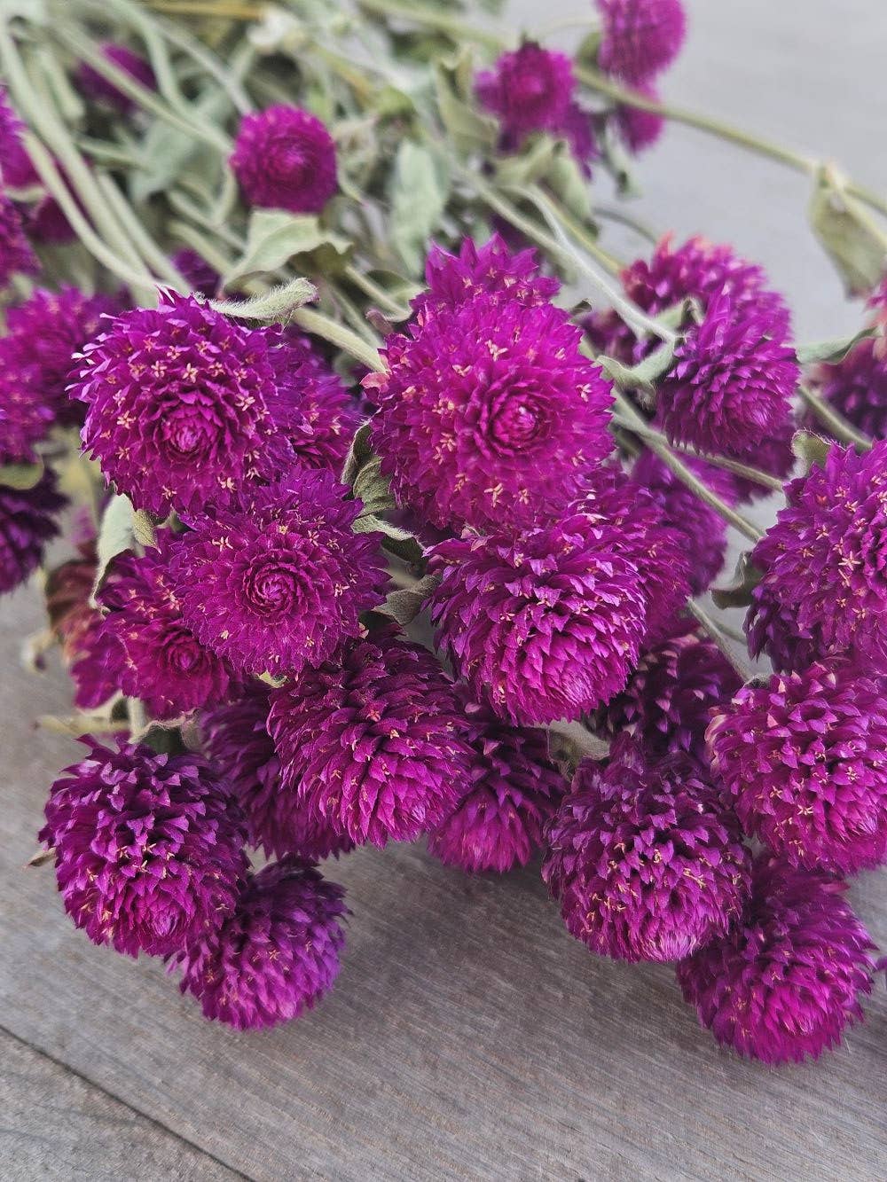 Alissas Flower Farm - Wholesale Dried/Pressed Flowers - Dried Gomphrena0