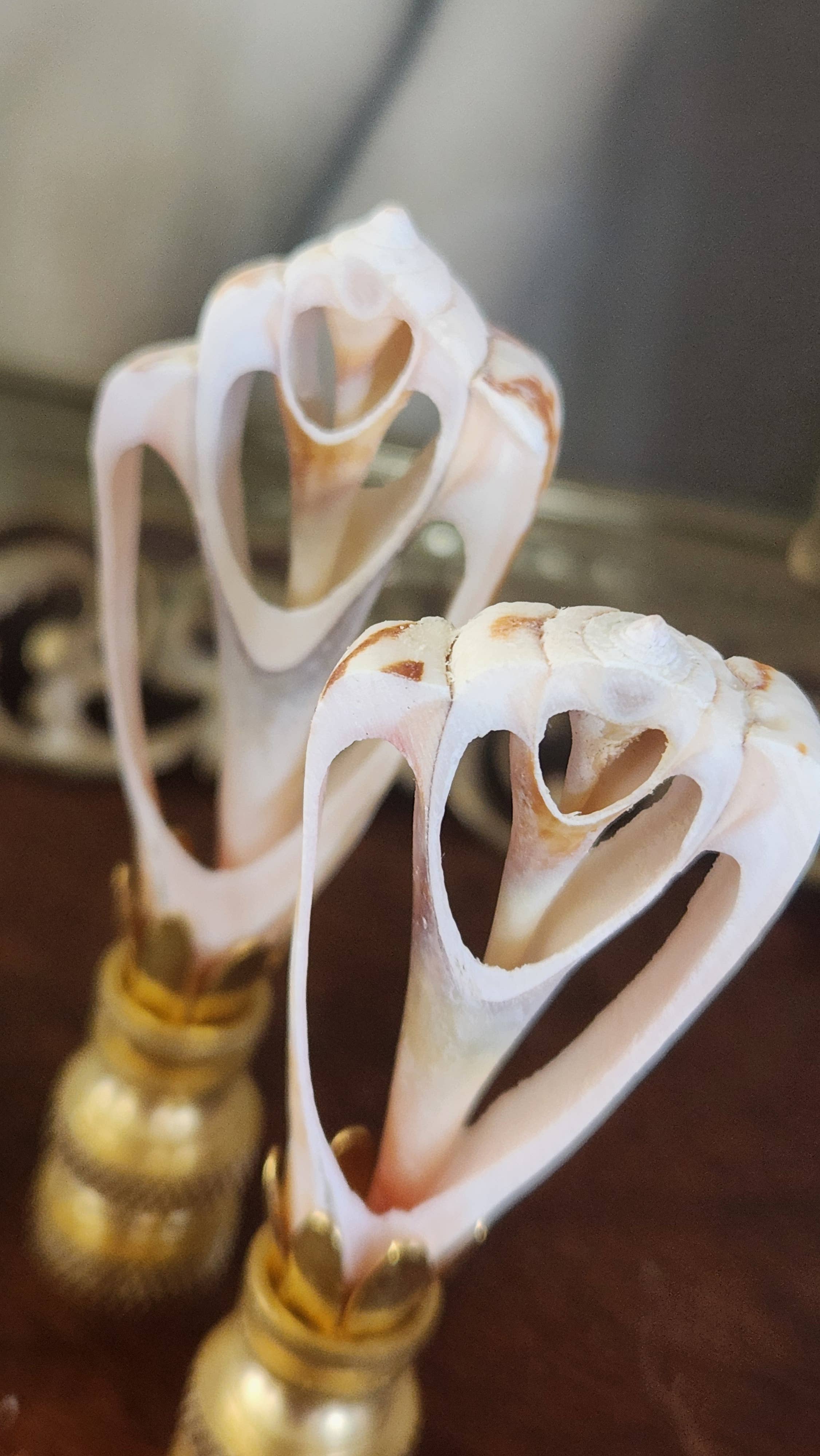 White Tulip Boutique - Wholesale Decorative Tabletop Object - Petite, Sliced Seashell Lamp Finial, Pair2