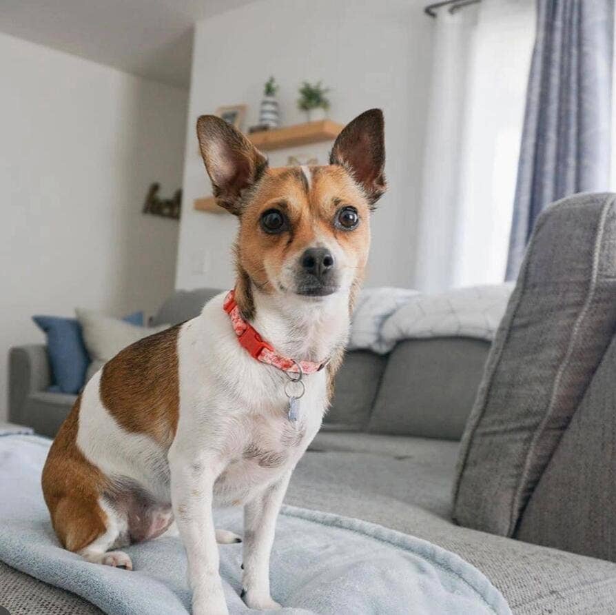 Blueberry Pet - Wholesale Halsband - Hond - Lichtgewicht verstelbare hondenhalsband met lente bloemenpatroon23