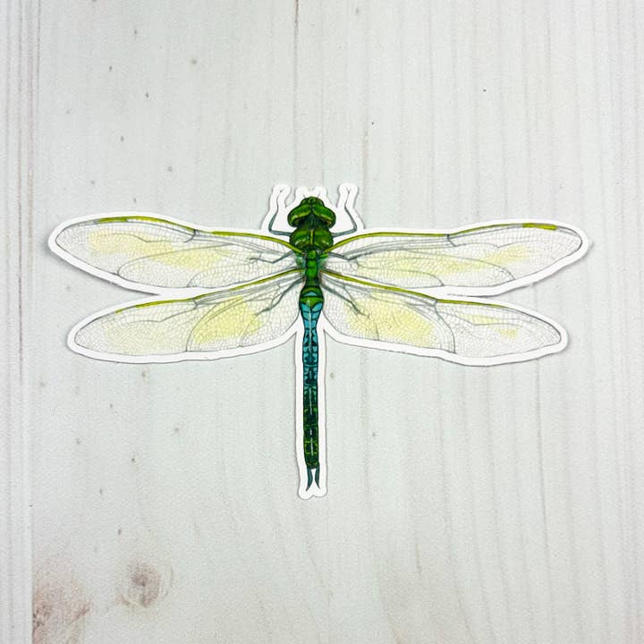 Common Green Darner Matte Vinyl Sticker for wholesale by Sarah Draws Things