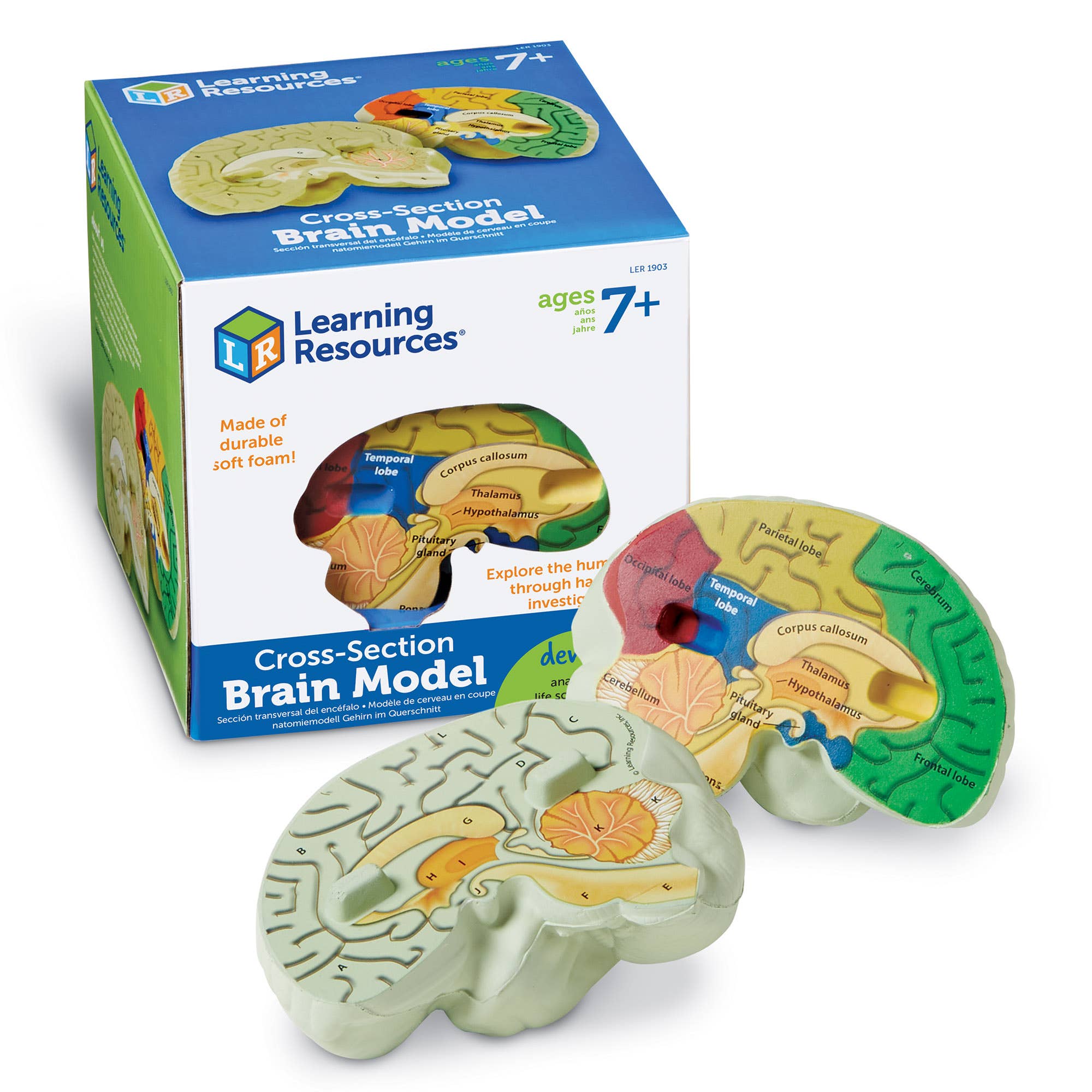 Learning Resources - Wholesale Toy Set - Kids - Cross-Section Human Brain Model5