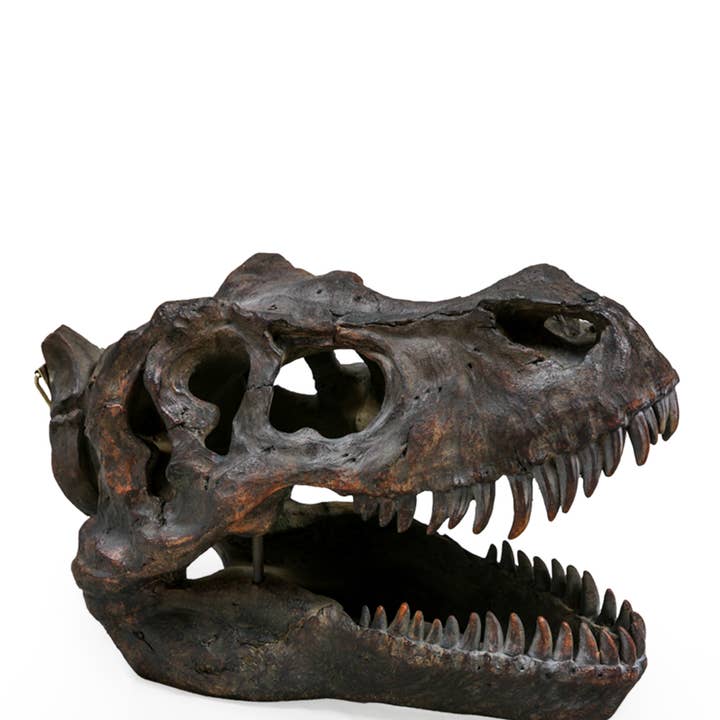 Cabeza de pared grande con calavera de T-Rex para venta al por mayor de McGowan & Rutherford Ltd