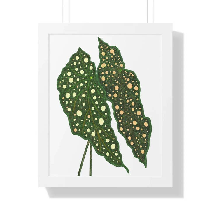 Begonia Maculata Framed Botanical Print With Black Walnut Frame And Acrylic Cover For Wall Decor for wholesale by The Potted Pixel