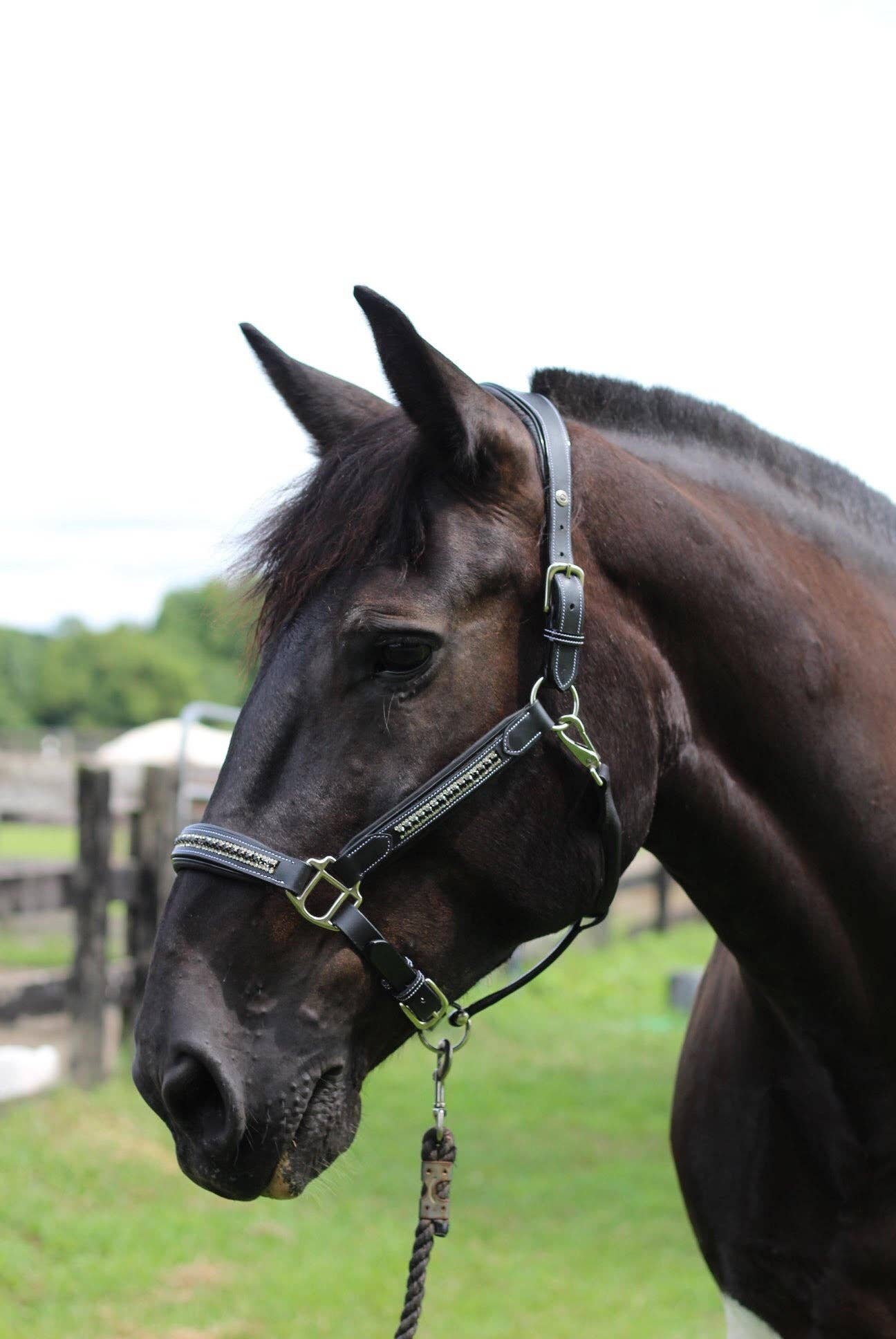 JPC Equestrian - Wholesale Horseback Riding Gear - Henri de Rivel Padded Jewel Halter - Horseback Riding Gear3