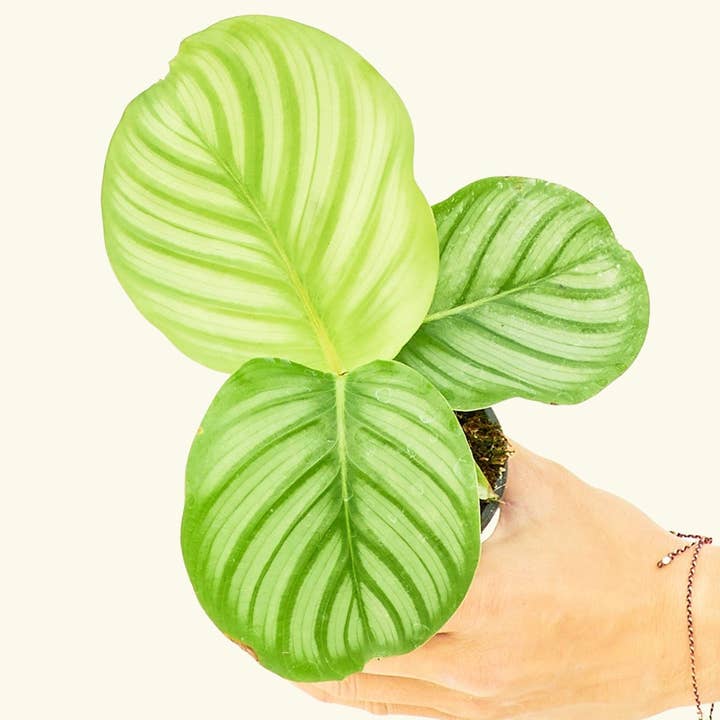 Rooted - Wholesale Live Plant - Orbit Peacock Plant (4" or 6" Pot)