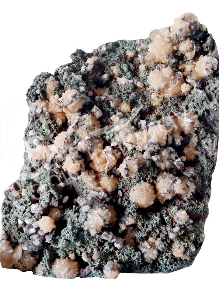 (PC)SPECIMEN - STILBIET, BLOEM OP MATRIX VRIJSTAAND 14 X voor wholesale door Oceanic Linkways Inc