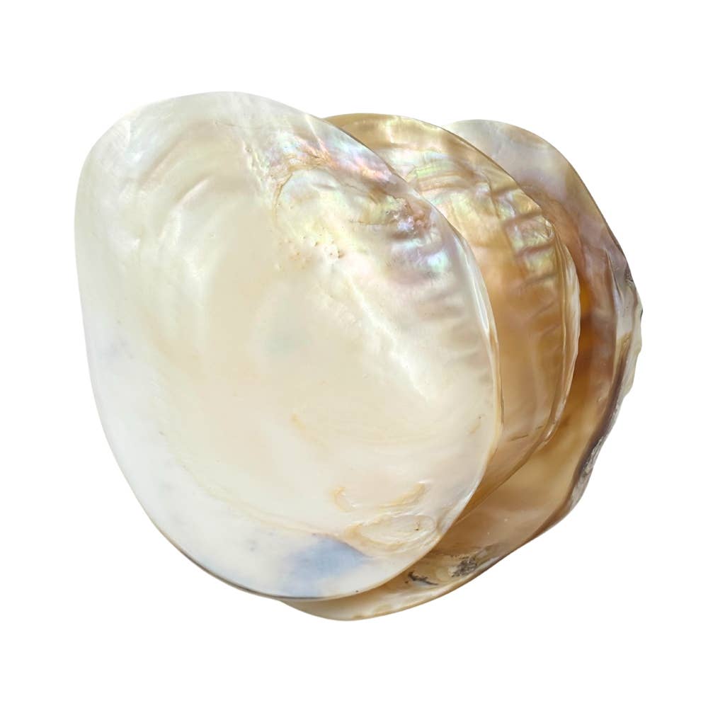 Earths Elements Wholesale - Wholesale Smudge Plate - Bowl - Cebu Clam Shell2