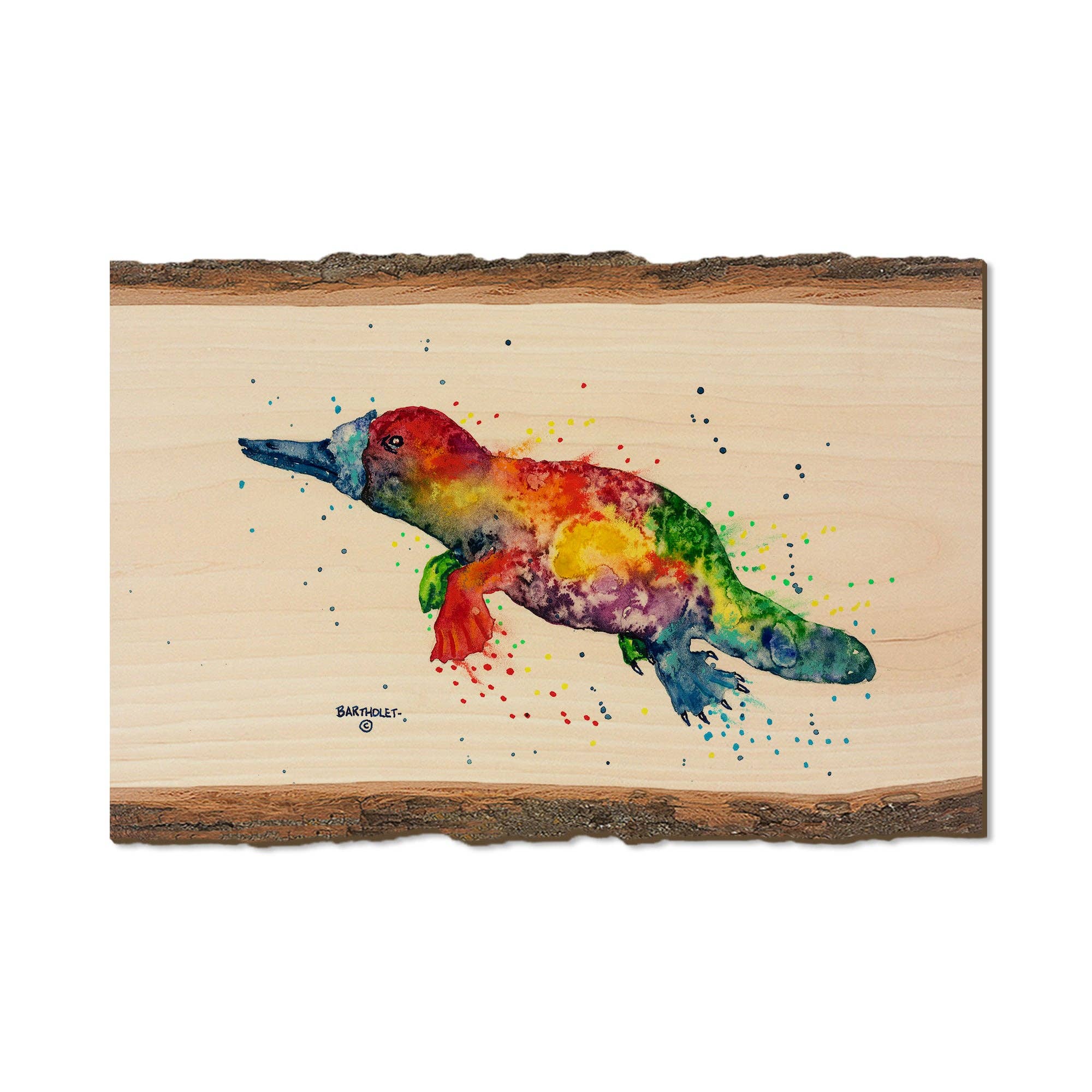 DaydreamHQ - Vente Cartes postales - Ornithorynque arc-en-ciel - Aimants et cartes postales en bois2