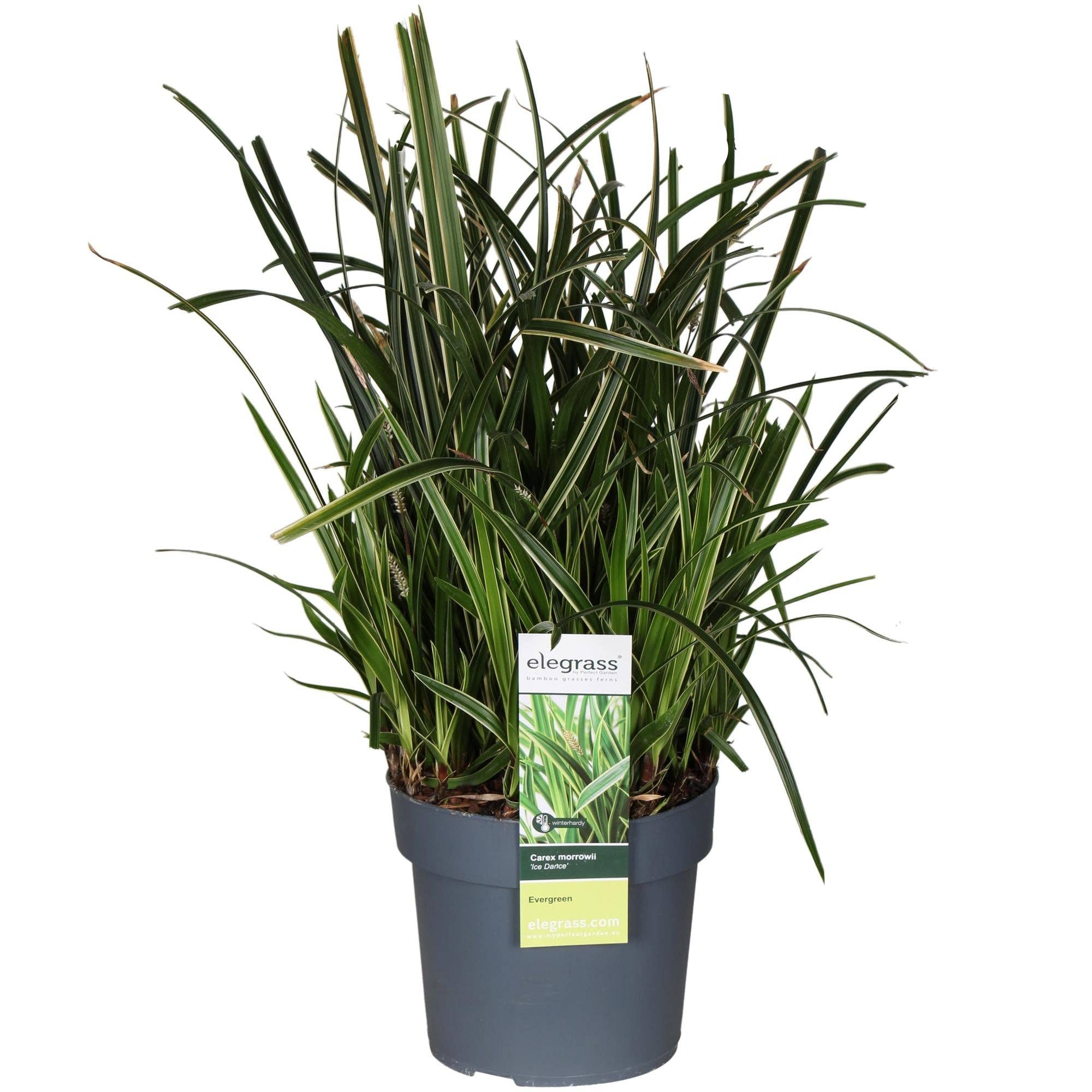 Oasis of Life - Wholesale Live Plant - Carex morrowii "Ice Dance" – Ornamental grass for garden, balcony & terrace – Ø19cm – Height approx. 45cm – Evergreen, robust & easy to care for – Decorative grass with light leaf edges0