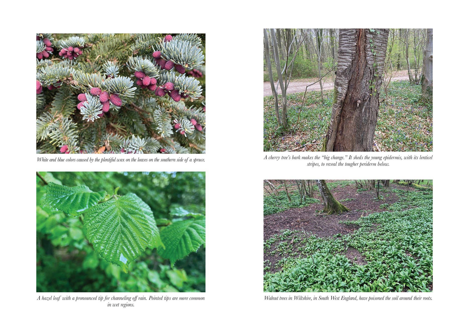 W. W. Norton - Wholesale Nature & Outdoors - How to Read a Tree: Clues and Patterns from Bark to Leaves3