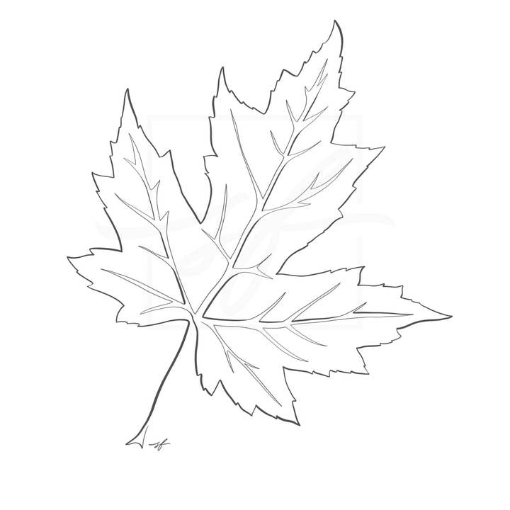 Sara Forbush Art – Engroshandel Kunsttryk – Maple Leaf Minimalistisk One Line Tegning Print
