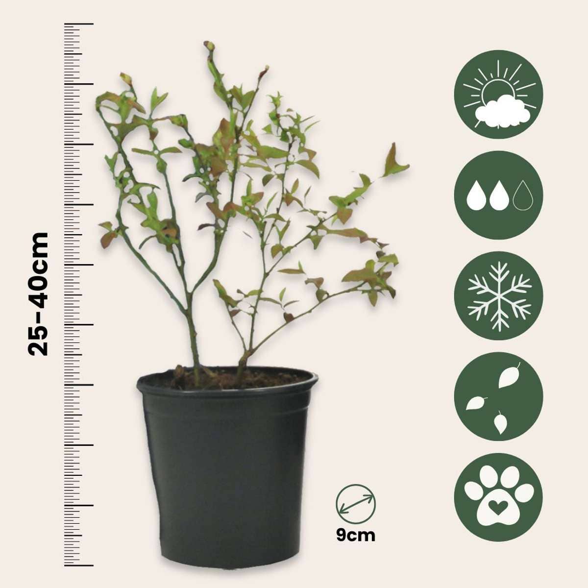 Oasis of Life - Wholesale Live Plant - Fruit Bush Mix – 3 Plants – Goji Berry, Blueberry & Cranberry – Actinidia, Vaccinium – Berry Plants for Garden & Balcony – Hardy & Easy Care – Height 25–40cm – Ø9cm2