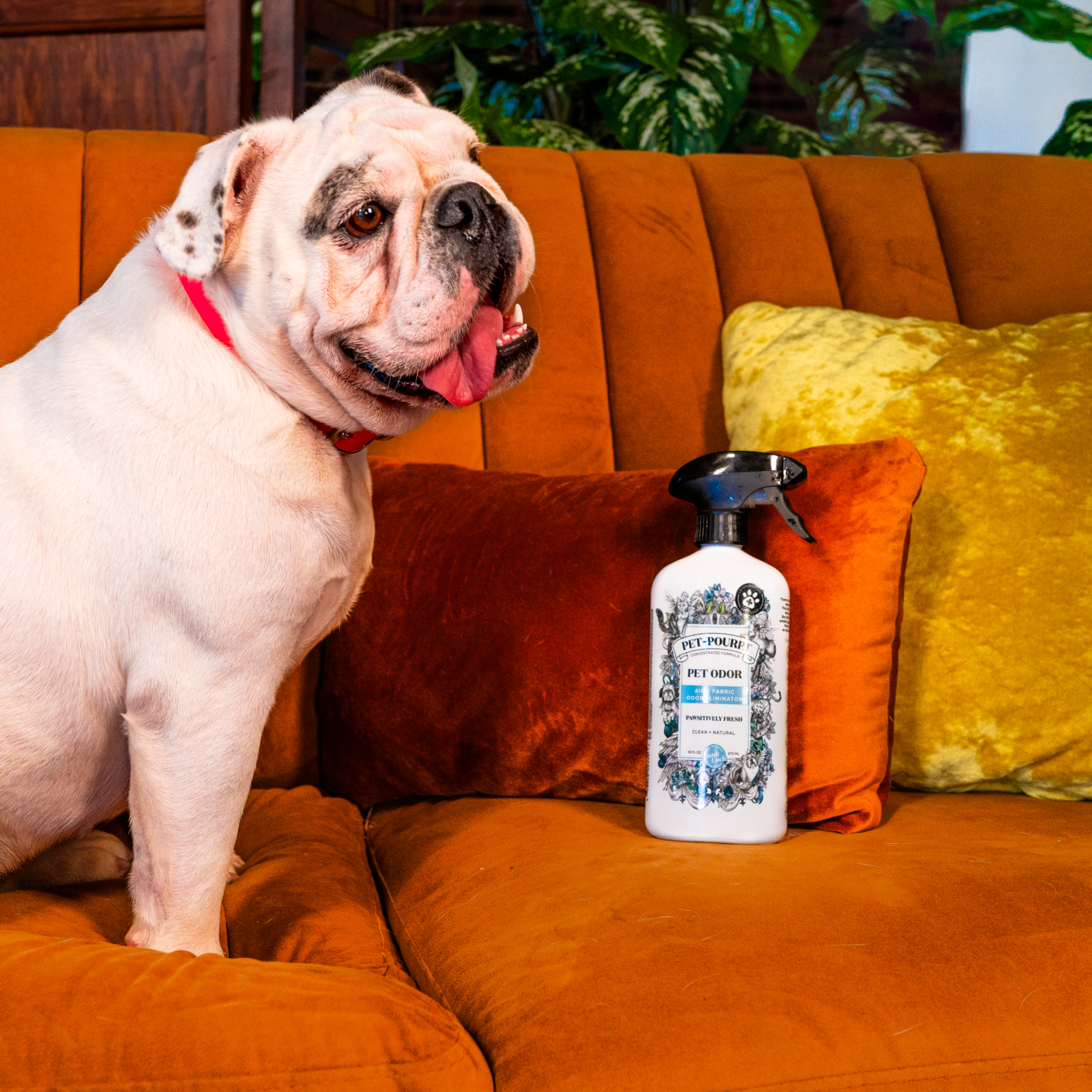 ~Pourri - Wholesale Pet Deodorizing Spray - Pet~Pourri Pawsitively Fresh Air+Fabric Odor Refresher 16oz9