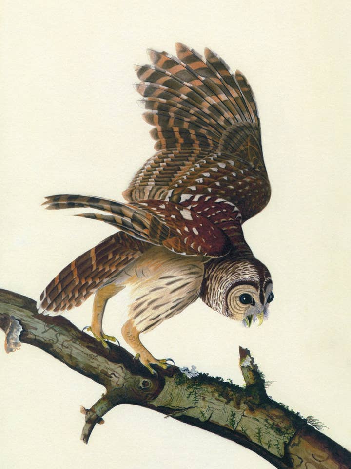 Postcard Barred Owl (135457) for wholesale by The Knowledge of Things by Catch Publishing
