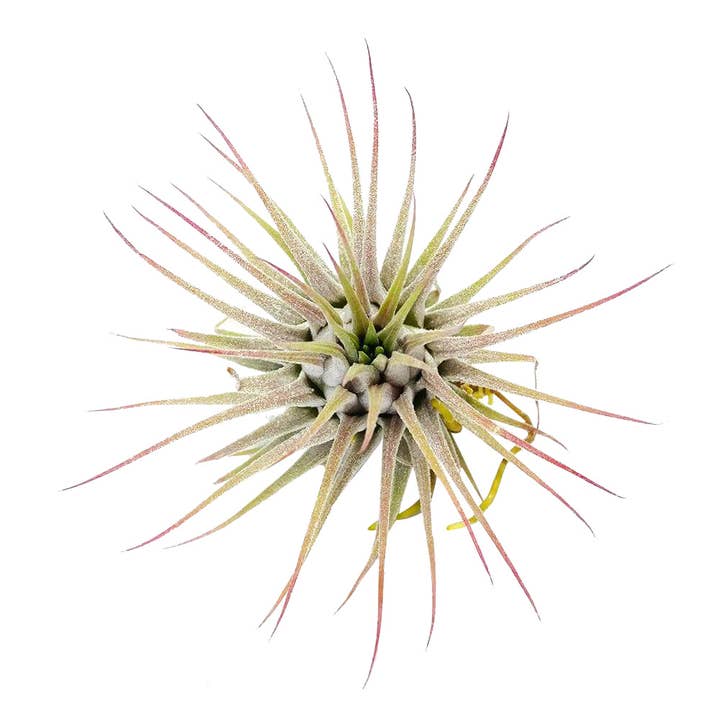 Best Plant Friend - Wholesale Live Plant - Live Ionantha Guatemala Air Plant 2.5" Wide or Tall
