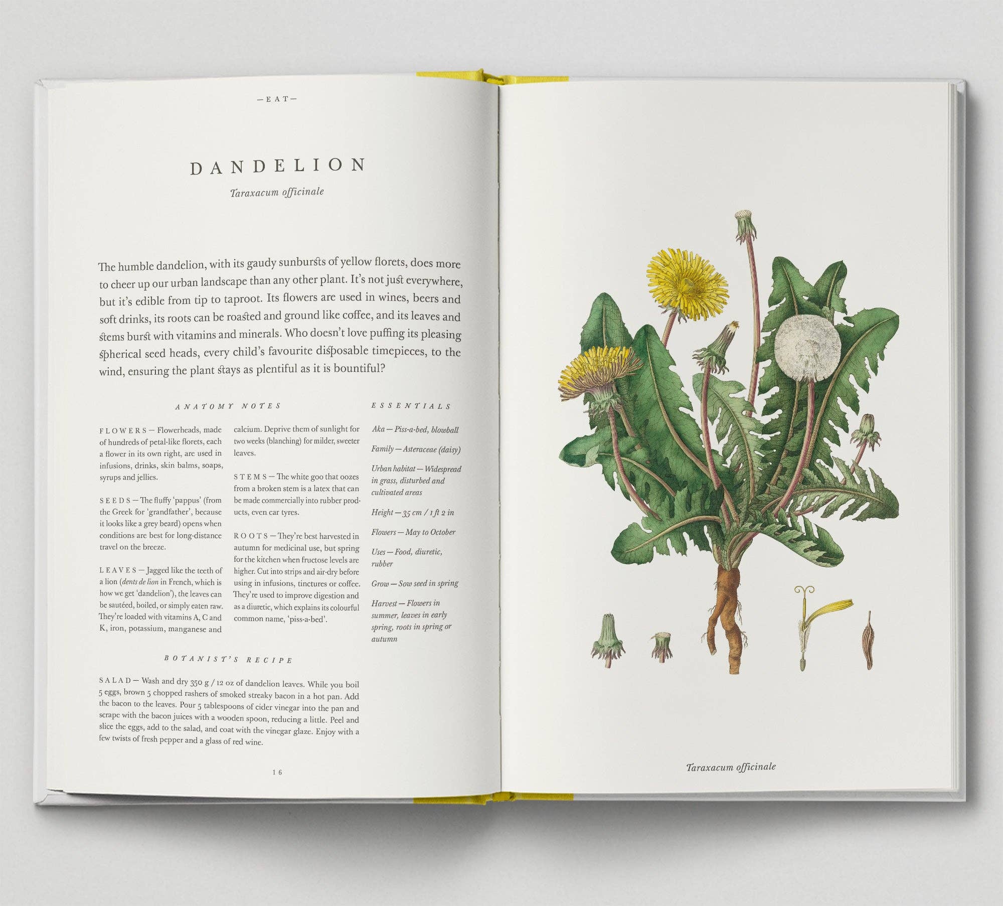 Hoxton Mini Press - Vente Livre sur la nature et les activités de plein air - The Botanical City2