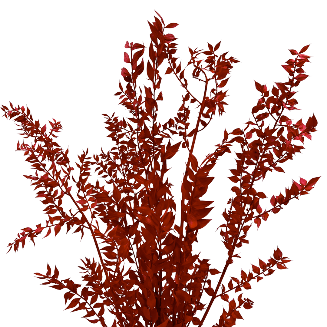 2626 Designs - Vendita all'ingrosso Piante artificiali - Ruscus conservato lungo 56-61 cm4