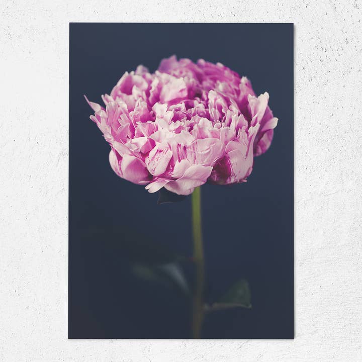 Carte postale Peony série A6 Dark Florals pour la vente par Justepixx