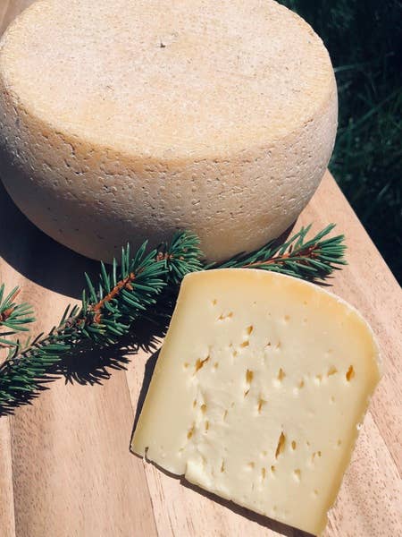 Tulip Tree Creamery - Wholesale Cheese - Dutch Tulip1