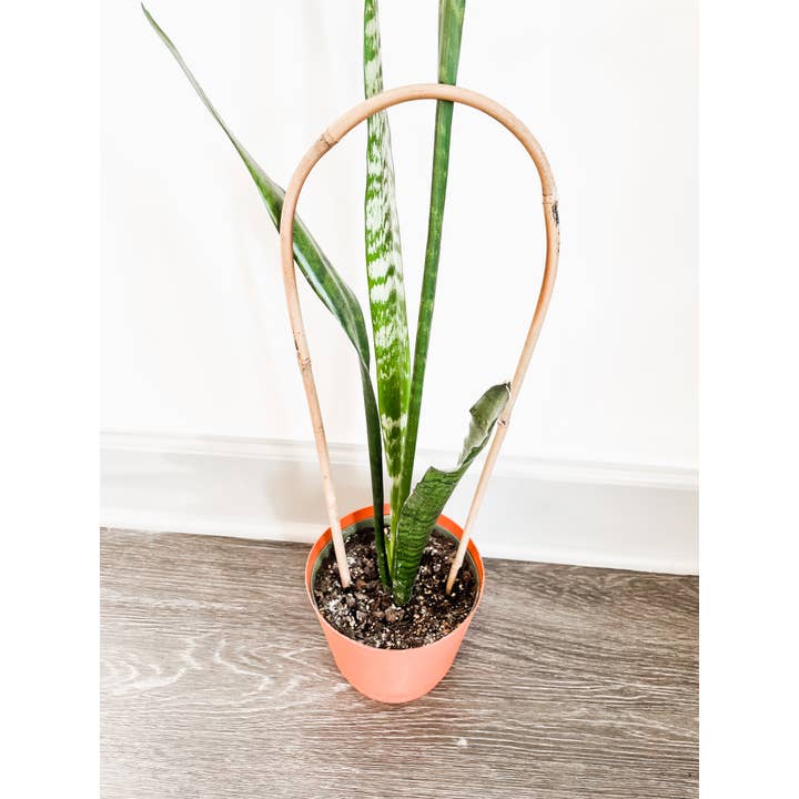 Above The Soil - Wholesale Trellis - Bamboo U Shaped Trellis Support For Climbing Plants