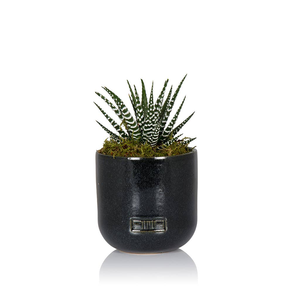 The Little Botanical - Wholesale Live Plant - Haworthia in Ceramic Pot for Indoor Décor11