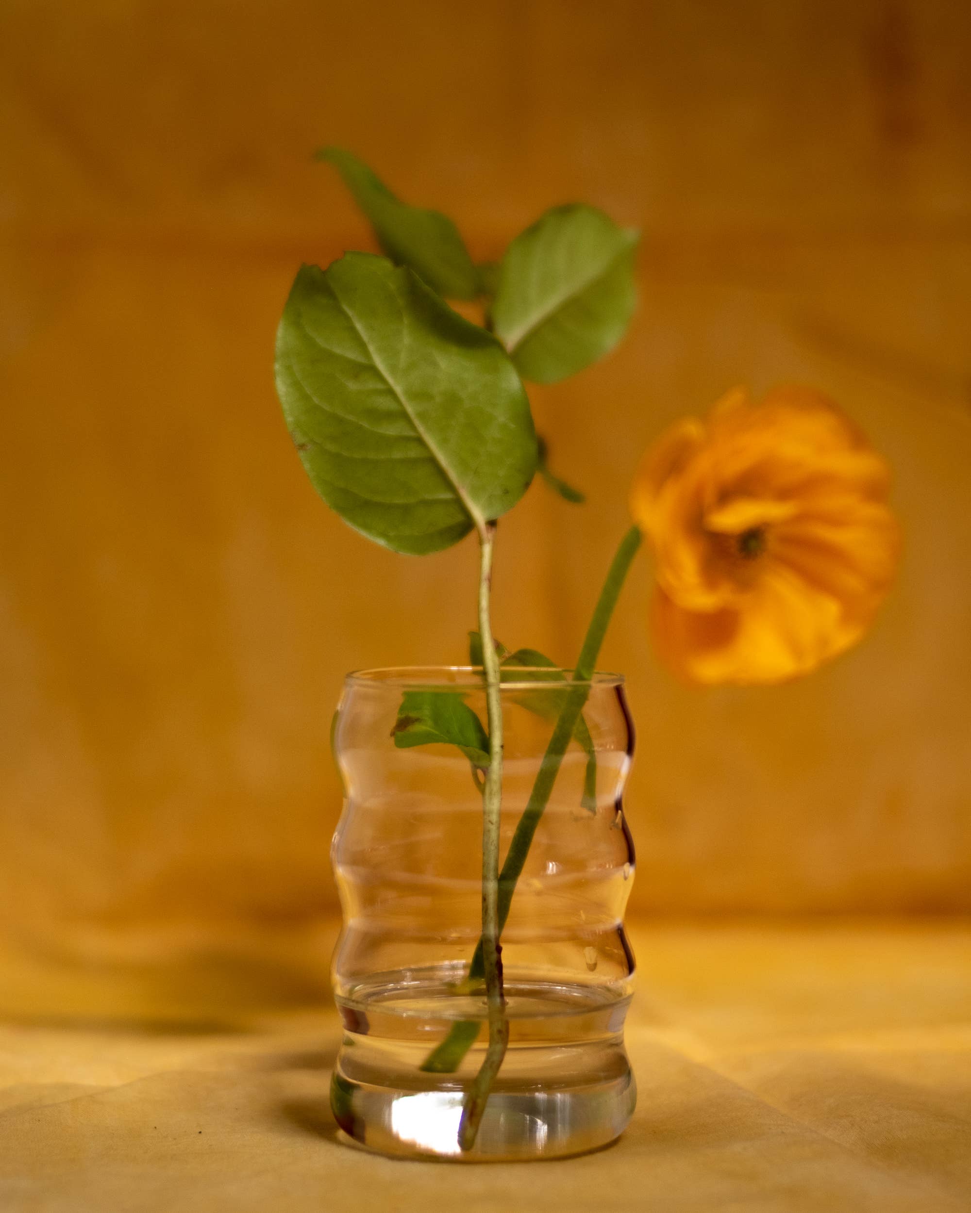 Sophie Lou Jacobsen - Wholesale Drinking Glass/Cup - 12oz Ripple Cup, Clear3