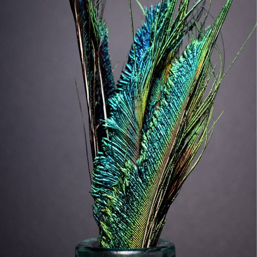 Plumes Naturelles - Wholesale Gedroogde/geperste bloemen - Peacock Feathers zwaard 25 centimeter4