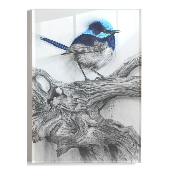 'Fairy Wren' akryl print for engroshandel hos Fiona Francois Art