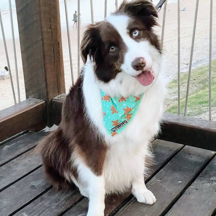 Zala and Friends - Wholesale Pet bandana – Dog - LAST SALE - Can't catch me! (CHRISTMAS EDITION): Bandana4