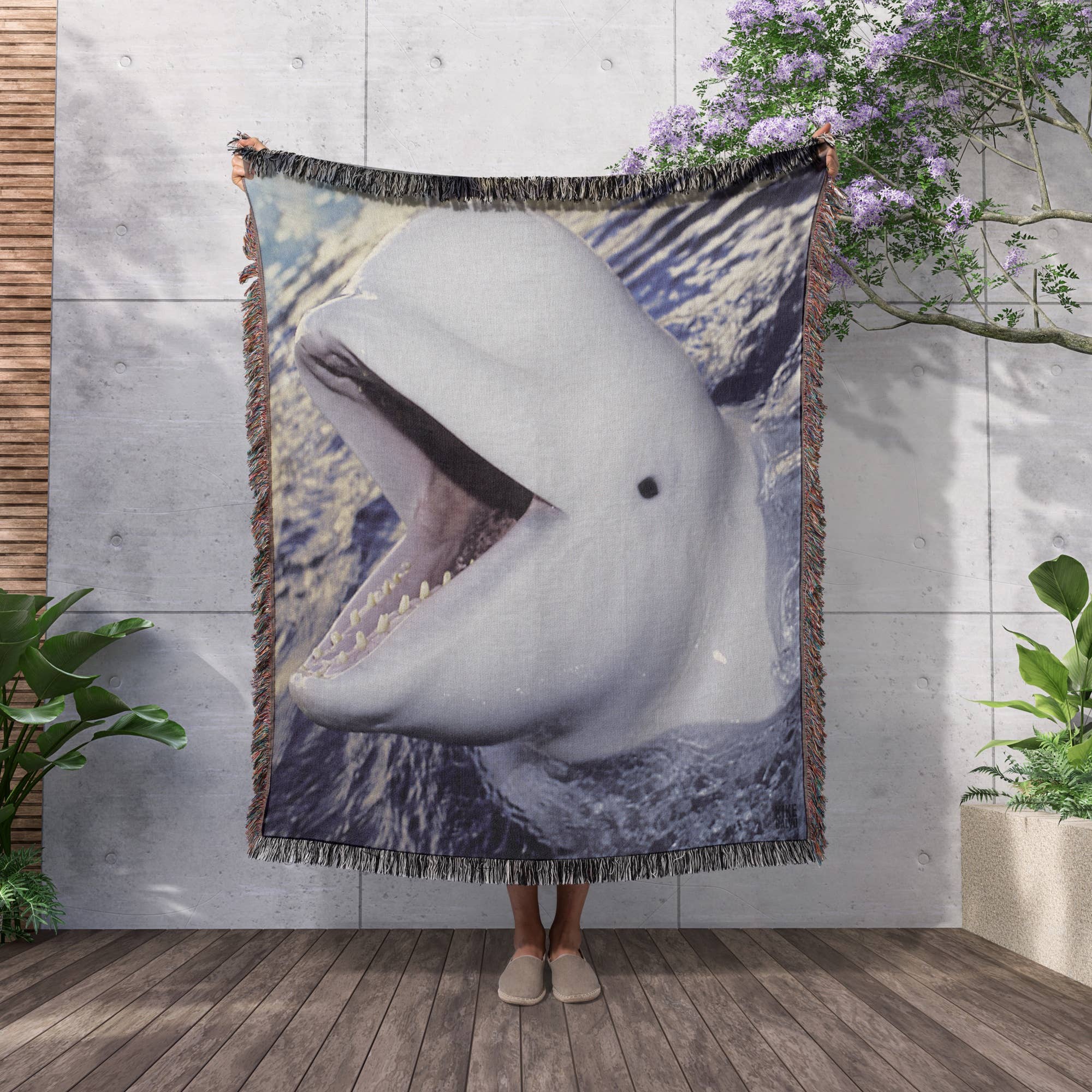 3dRose - Wholesale Throw Blanket - 3dRose, Beluga Whale, Delphinapterus leucas, Blanket2