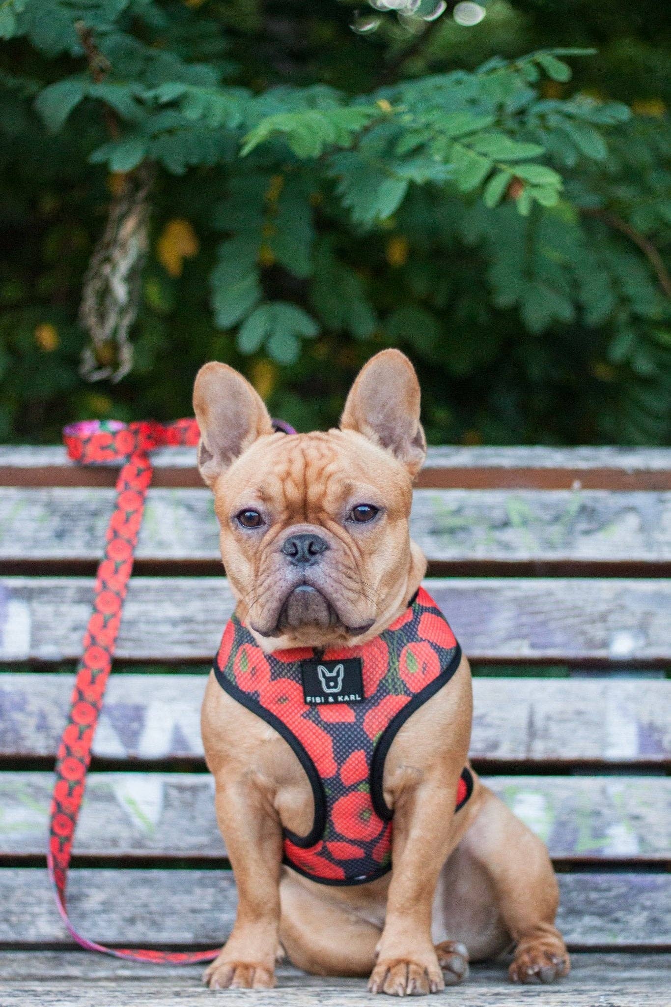 Fibi & Karl - Wholesale Pet Harness - Dog - 2-in-1 dog harness empowerment1