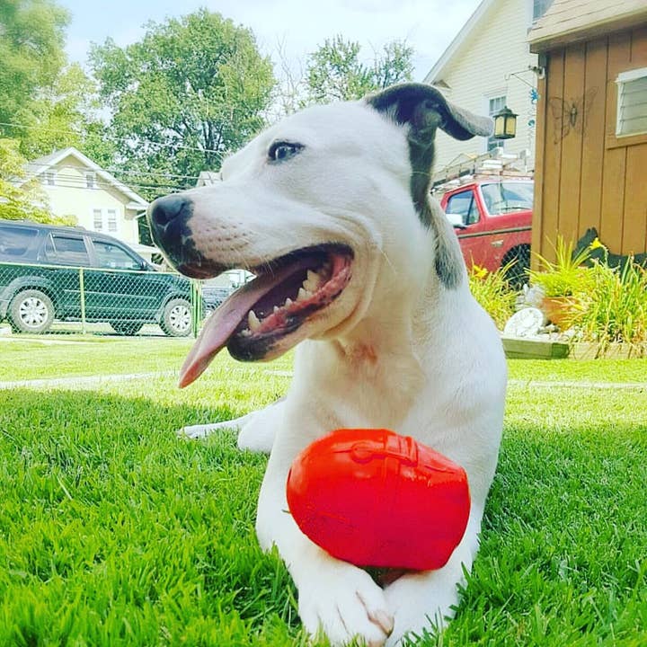 SodaPup Dog Toys - Wholesale Pet Chew Toy - Dog - Spotnik Rocketman - Chew Toy - Treat Dispenser - Large - Red