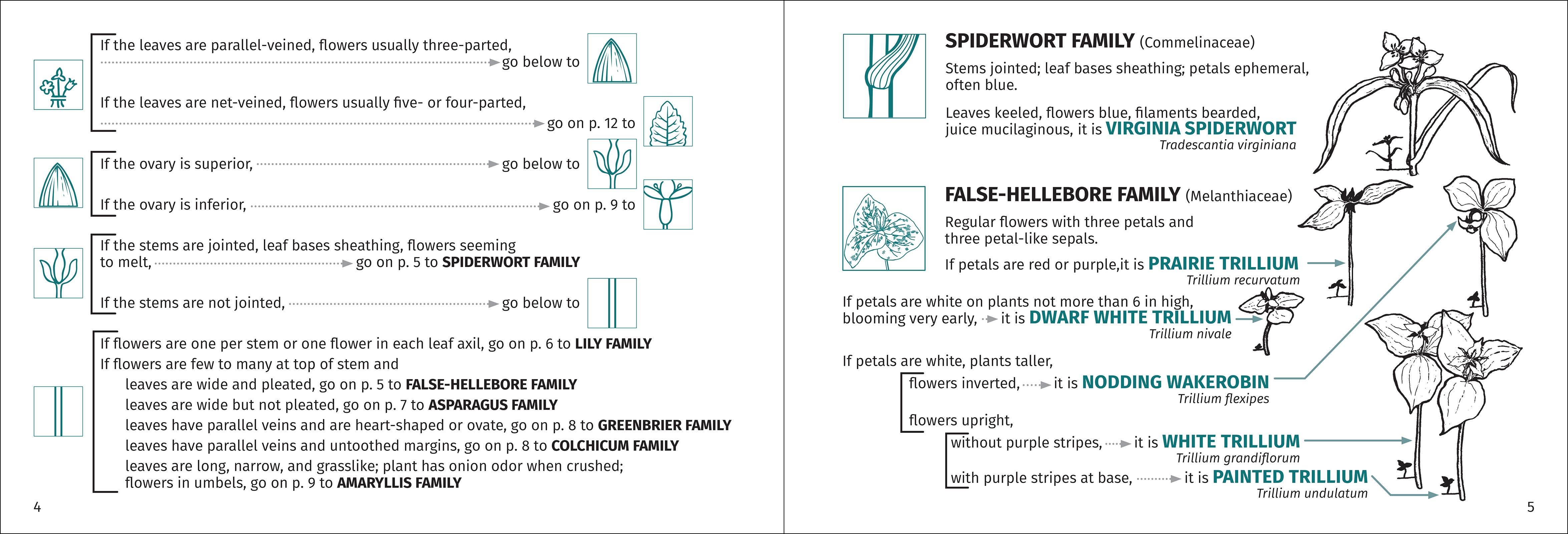 AdventureKEEN - Wholesale Nature & Outdoors - Flower Finder 2nd Edition8