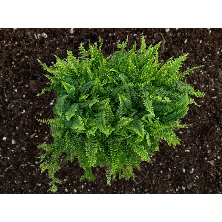 Central Florida Ferns & Foliage - Wholesale Live Plant - 4" Boston Fern Assortment - Nephrolepis Exaltata1