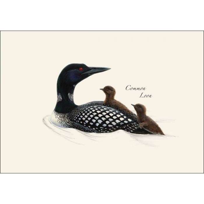 Earth Sky + Water - Vente Assortiments de papeterie/cartes - Ensemble de cartes de notes Loon Assortiment1