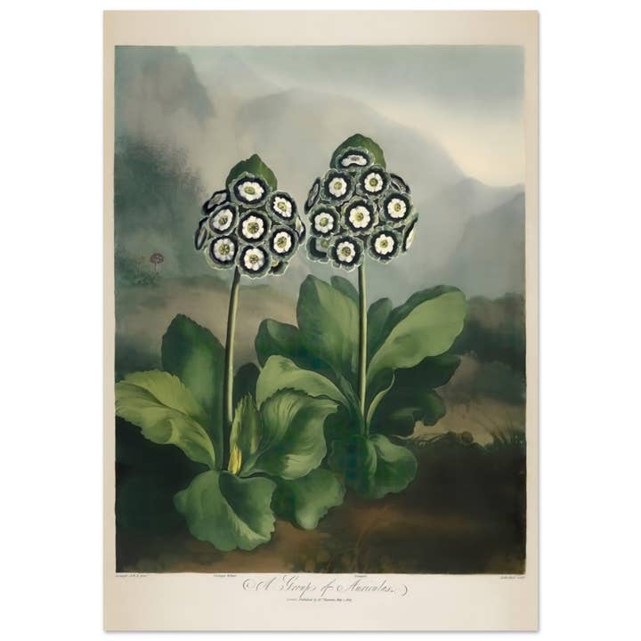 A group of auriculas for wholesale by Maison de Paloma